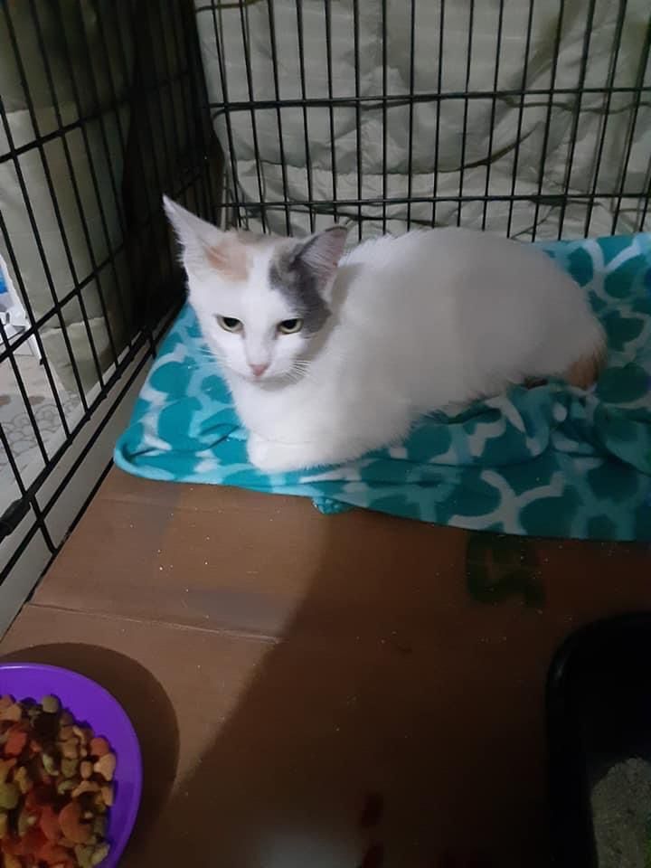 Angel
